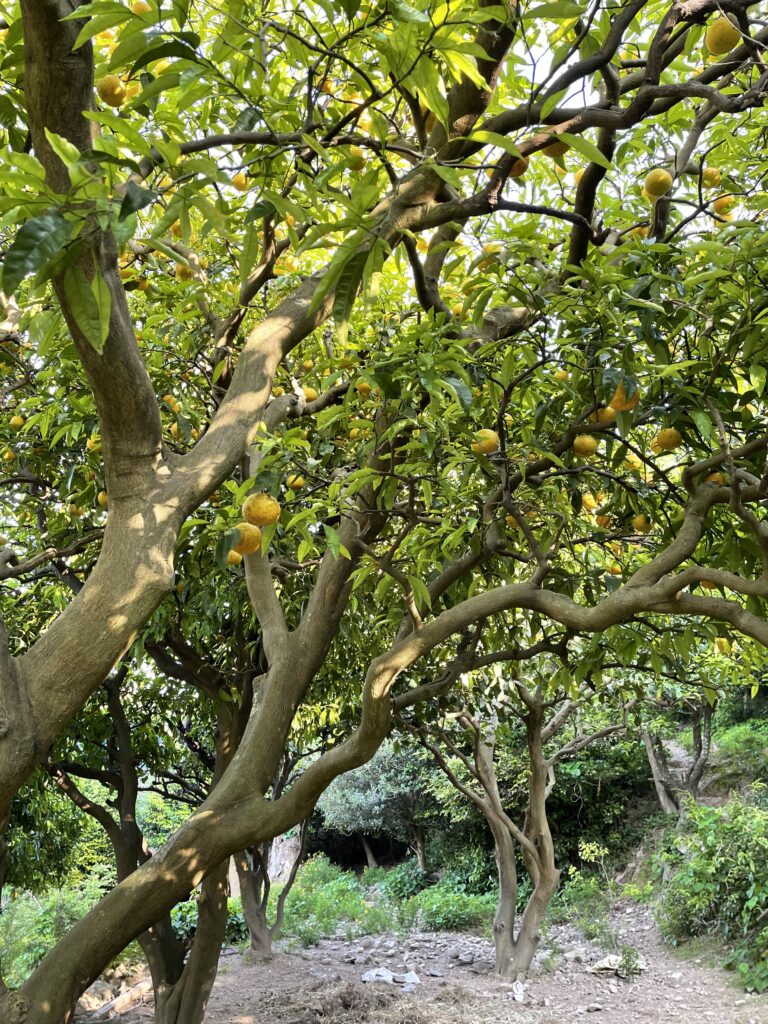 由良の山林に生えているみかんの木