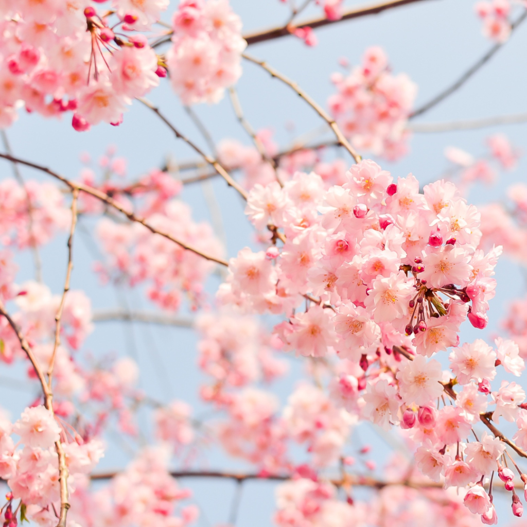 春の淡路島。桜の頃はまだ肌寒いので、上着を1枚持ってきてください