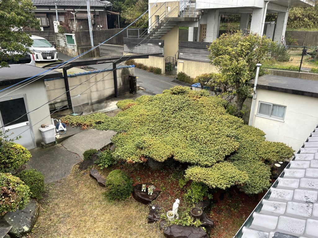 庭。手前が亀の松、奥が本宅。もう一軒建てられそうな広さがあります