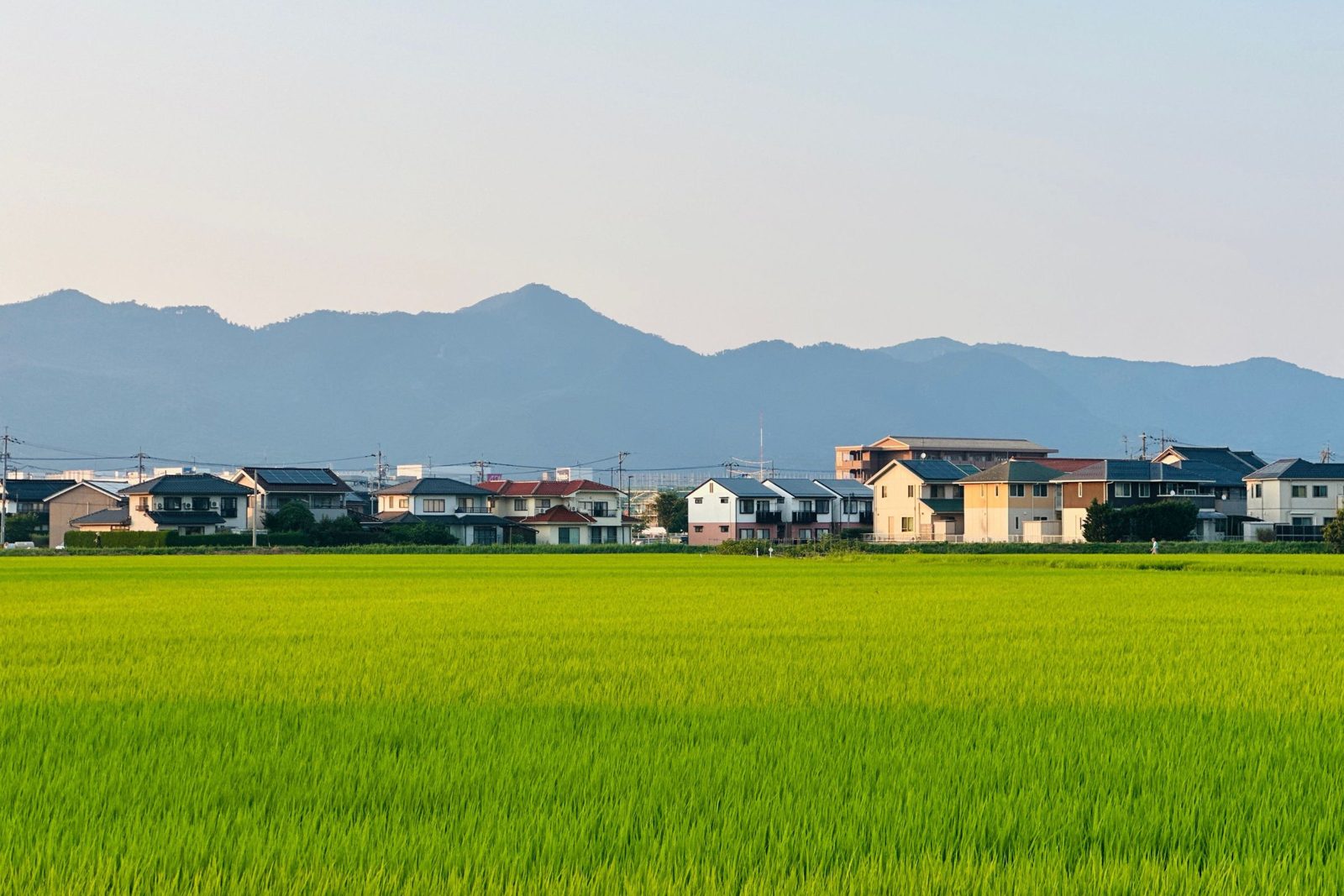 稲が育つ田んぼと集落