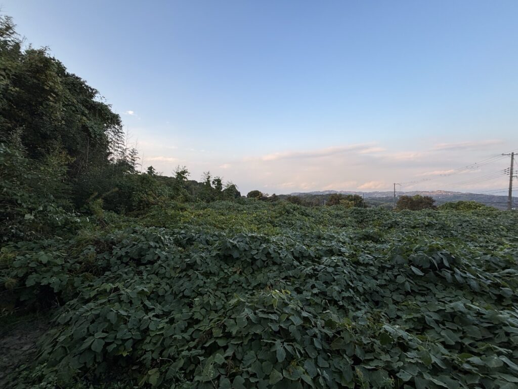 撮影時の現況。草が伸びている時期もあります