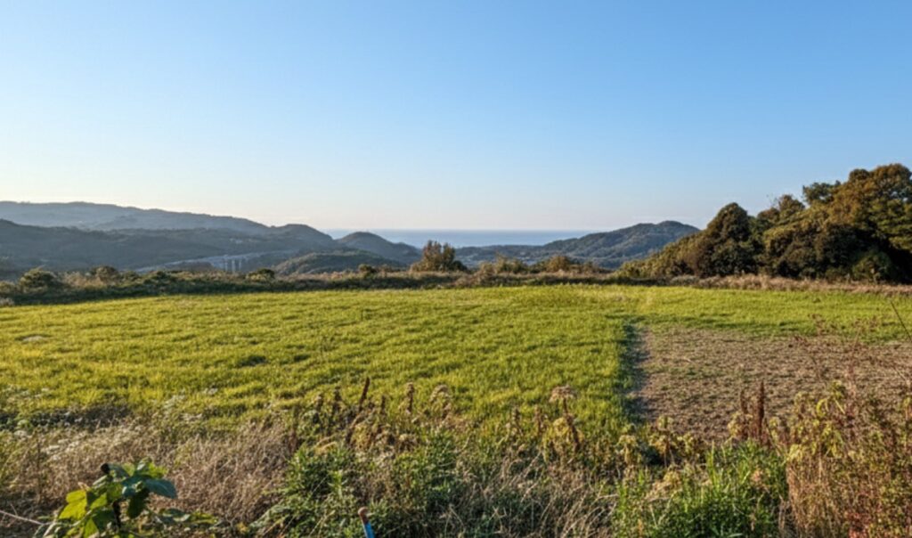 夕方の敷地。まわりに高い建物がありません